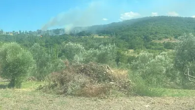 Lapseki'deki yangını sigara izmariti çıkarmış