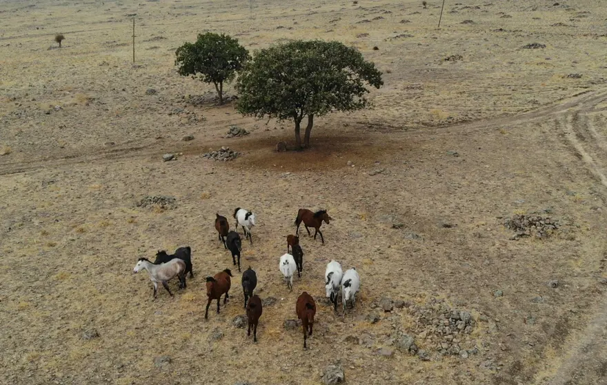 Tunceli'de özgürlüğün sembolü 'Yılkı atları' havadan görüntülendi 1