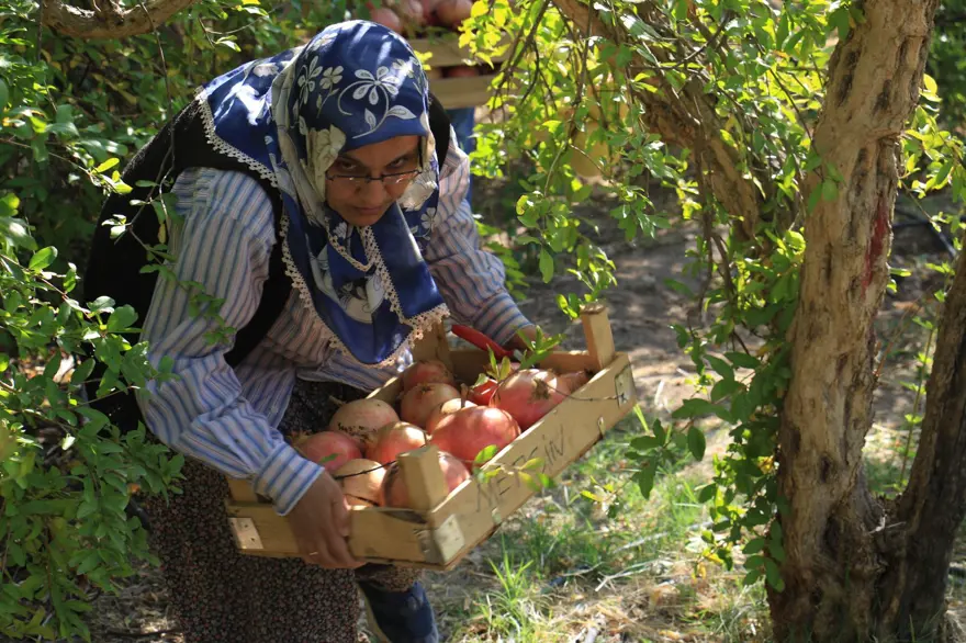 Bu narların tanesi 1,5 kilo 11 Bu narların tanesi 1,5 kilo 11