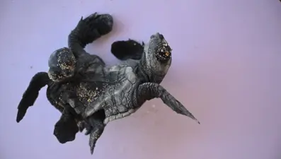 Görenler gözlerine inanamıyor: İşte siyam ikizi caretta carettalar