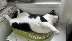 Çin'de evcil hayvanlar "iş hayatına" atılıyor: Mama parası için çalışıyorlar