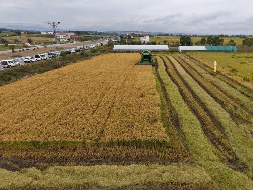 Türkiye’nin en verimli tarım ovalarından biri: Çeltik hasadı başladı 1 Türkiye’nin en verimli tarım ovalarından biri: Çeltik hasadı başladı 1
