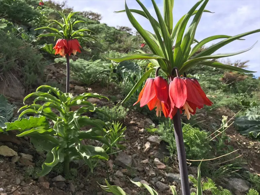 Hakkari'de 'ağlayan gelinler' ziyaretçi akınına uğruyor 3