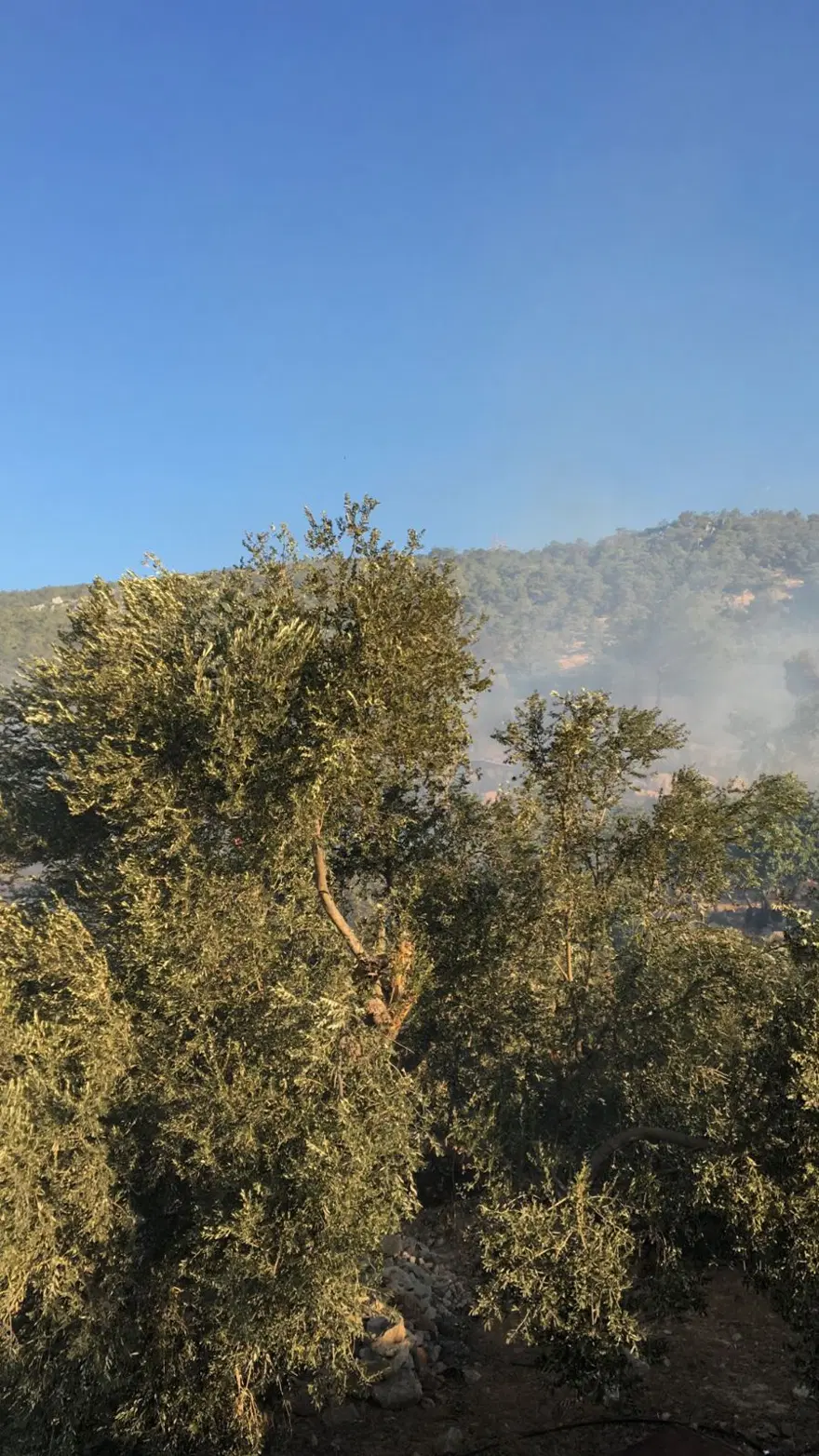 Yangın çıkan iller: Antalya, Adana, Mersin,Muğla, Osmaniye ve Kayseri 'de orman yangınları 21
