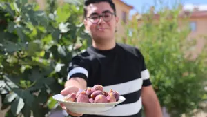 Konya'da yetişmesi zor olan meyveyi apartman bahçesinde yetiştirdi