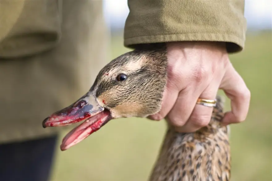 Vahşi yaşamdan çarpıcı kareler 35