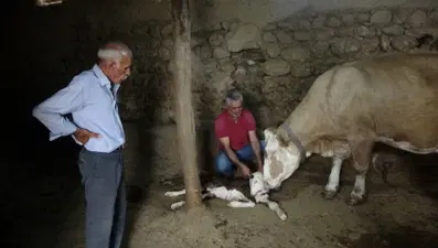 Buzağı çift başlı doğdu: Görenler hayrete düştü