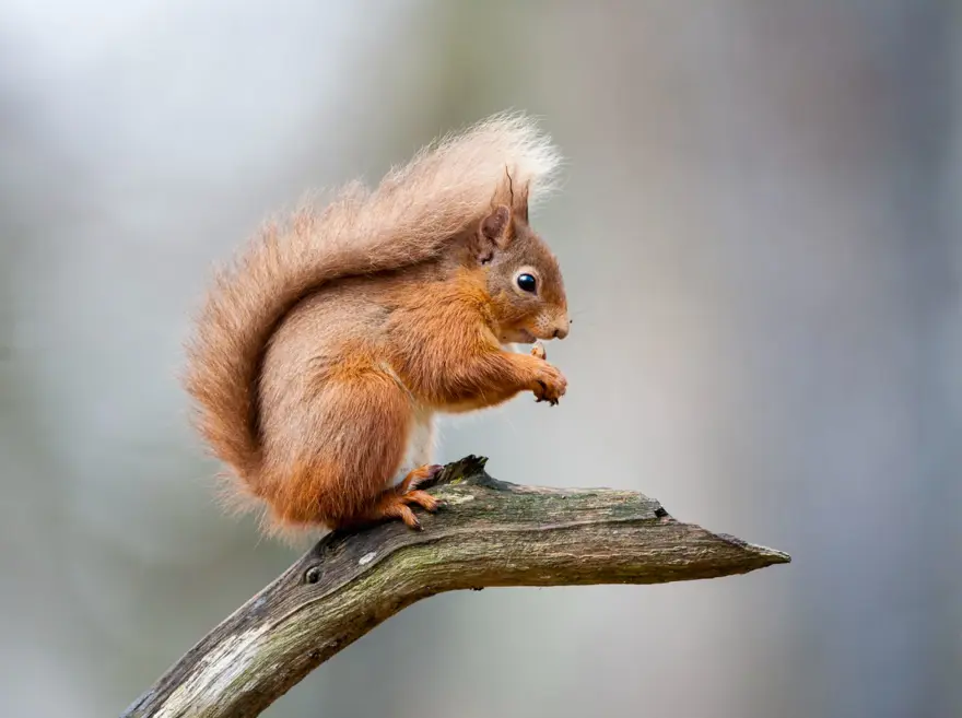 FARELERİN ARTIŞIYLA BAĞLANTILI 2