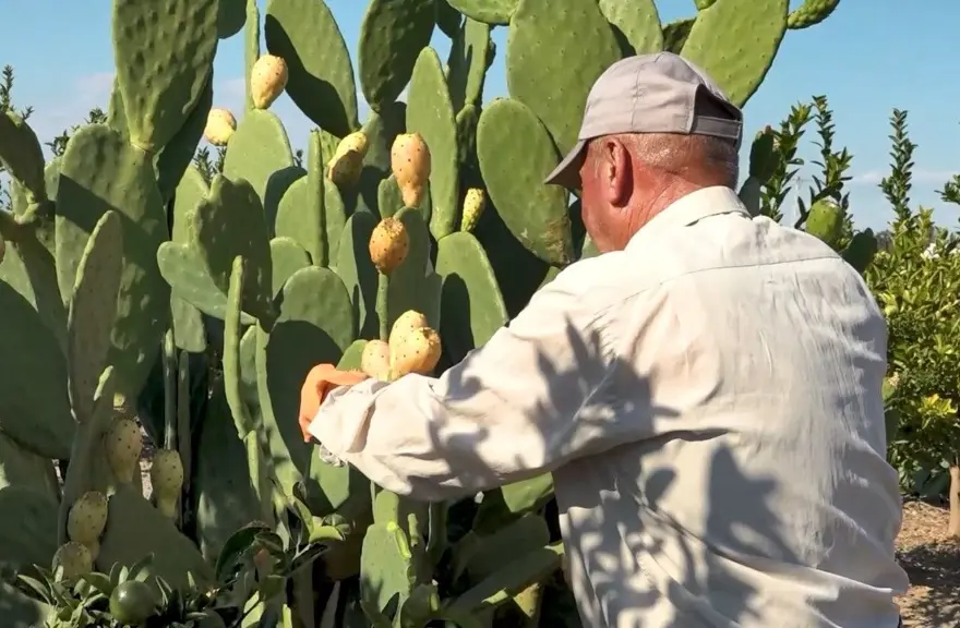 Kurak tarlalardan gelen lezzet dondurmaya dönüştü: Hasat dönemi devam ediyor 1