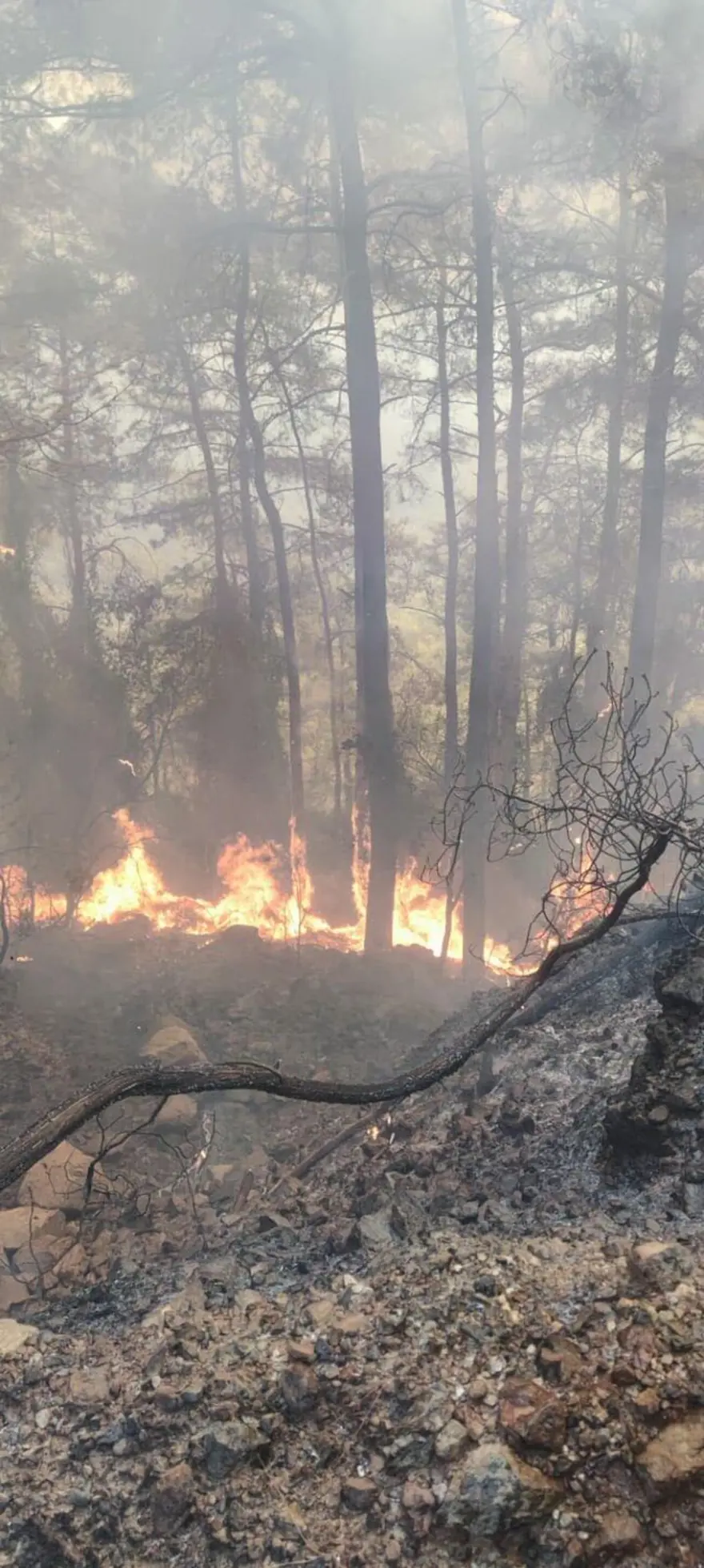 Marmaris'te orman yangını 18