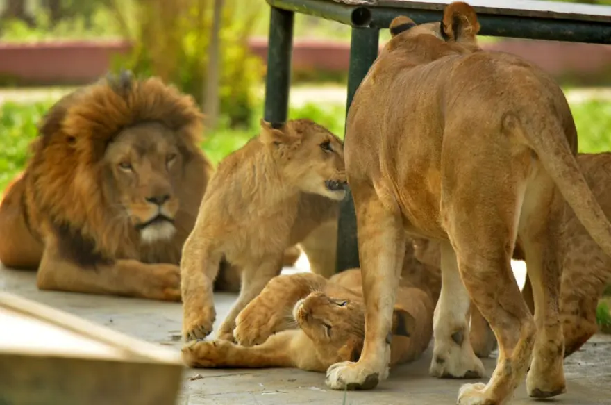 Yavru aslanlar babalarına kavuştu 6
