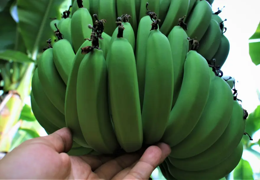 Muz üreticide 3 lira markette 12 lira 5