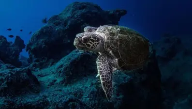 Deniz kaplumbağası yiyen 19 kişi öldü