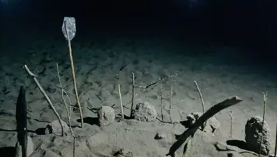 Caretta carettalar Gazipaşa sahiline yumurtalarını bıraktı