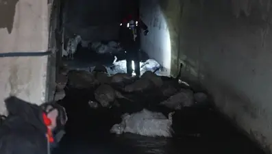 Keskin koku öldürdü: Onlarca hayvan telef oldu