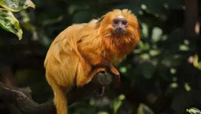 Bilim insanları felaket için tarih verdi: Biyoçeşitlilik krizi kapıda
