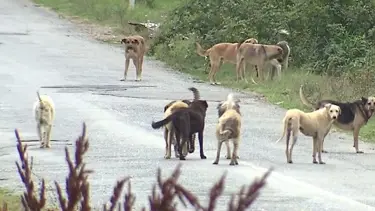 Sokak köpeklerinin ısırdığı vatandaşa belediye 3 bin lira tazminat ödeyecek