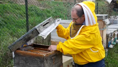 Kuraklık balı vurdu: Arılar ölüyor, üretim düşüyor