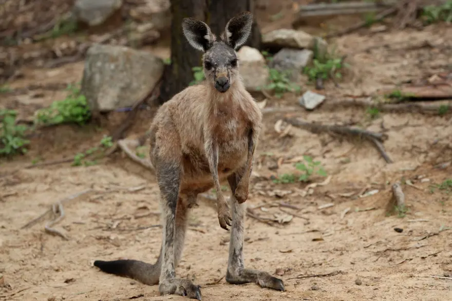 Avustralya'daki yangınlar 240 gün sonra söndü 5 Avustralya'daki yangınlar 240 gün sonra söndü 5