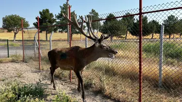 "Ölümcül beyin kurdu" salgını: Yeni test geliştirildi
