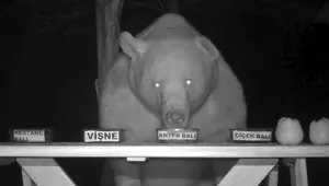 Trabzon'da ayıların bal testi izleyenleri şaşkına çevirdi Trabzon'da ayıların bal testi izleyenleri şaşkına çevirdi