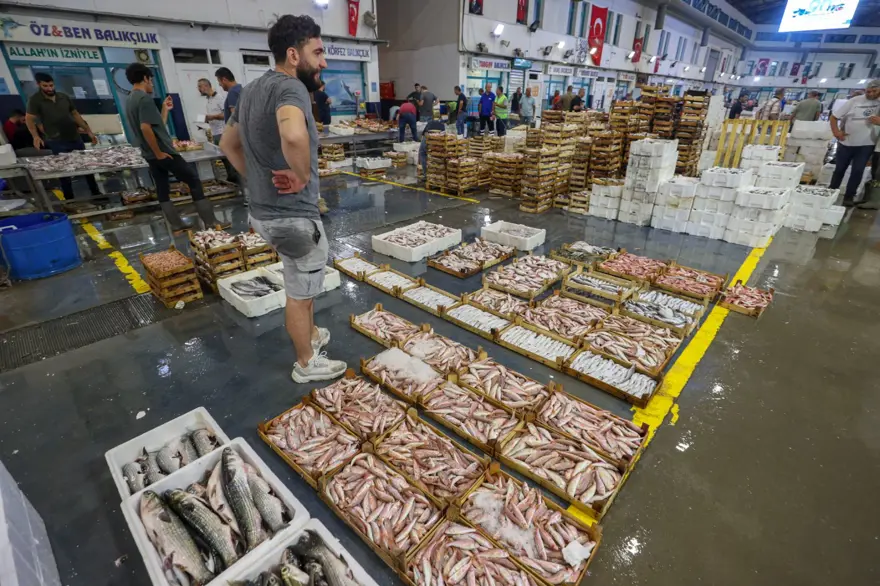 Balık sezonu başladı, fiyatlar yarı yarıya düştü (Güncel balık fiyatları: Palamut, hamsi, istavrit, çipura...) 1 Balık sezonu başladı, fiyatlar yarı yarıya düştü (Güncel balık fiyatları: Palamut, hamsi, istavrit, çipura...) 1