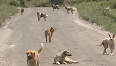 Şanlıurfa'da sahipsiz köpekler iki kişiye saldırdı