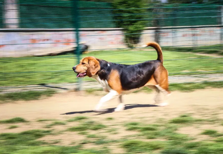 Kedi köpek otelinde bayram yoğunluğu 10 Kedi köpek otelinde bayram yoğunluğu 10