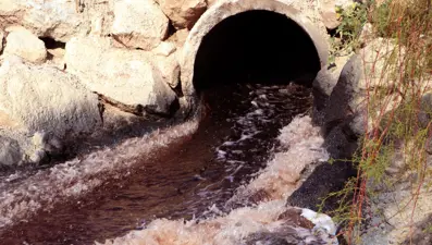 Ceyhan Nehri'nde kimyasal atık tehlikesi: Yüzlerce arı ve balık öldü