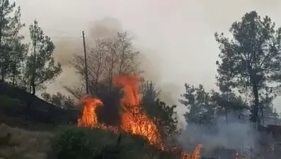 Denizli'de orman yangını: 7 hektar alan zarar gördü