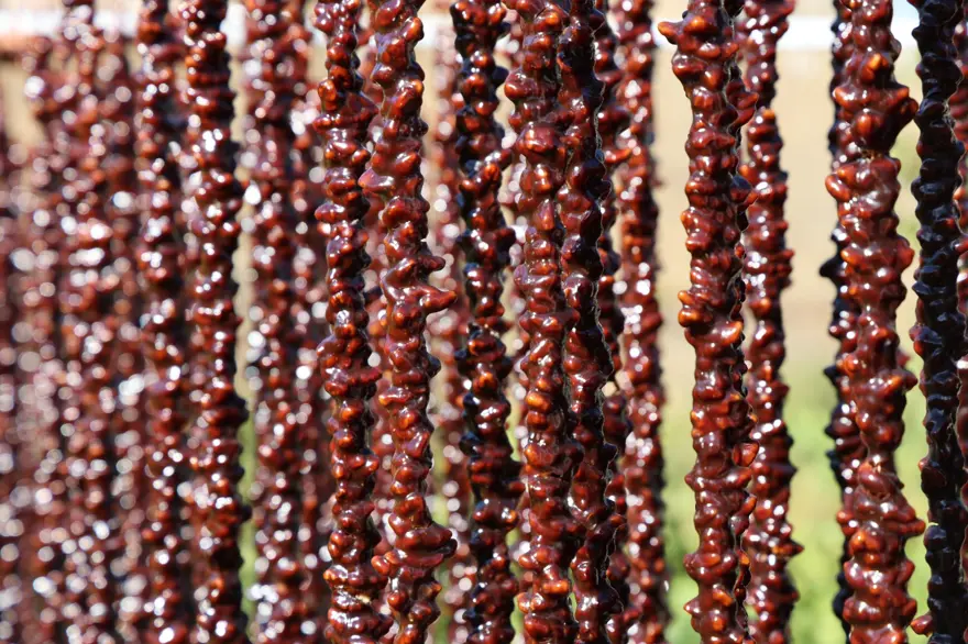 Orcik mesaisi başladı: Özel toprakla mayalanıyor 8