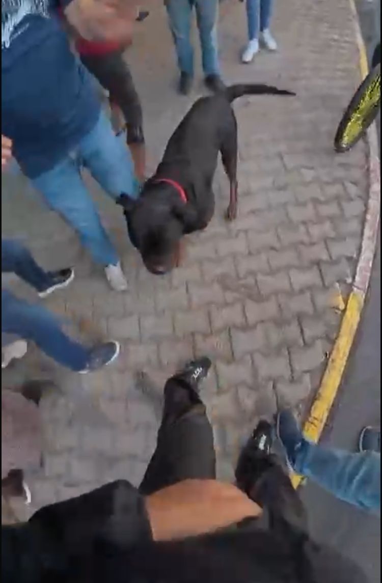 Köpek saldırısı kask kamerasında