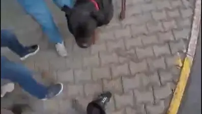 Köpek saldırısı kask kamerasında