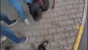Köpek saldırısı kask kamerasında