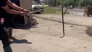 Yılan paniği: Tamirciye girdi