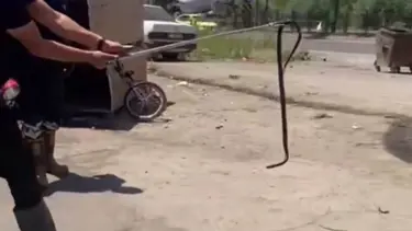 Yılan paniği: Tamirciye girdi