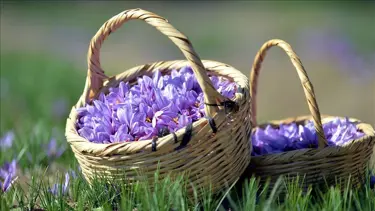 Mucize bitki safran çiçek açtı