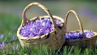 Mucize bitki safran çiçek açtı