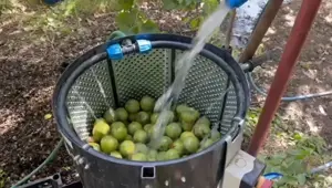 Kilosu 600 liraya kadar çıkıyor: Ünü dünya çapında, hasat başladı