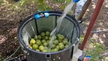 Kilosu 600 liraya kadar çıkıyor: Ünü dünya çapında, hasat başladı