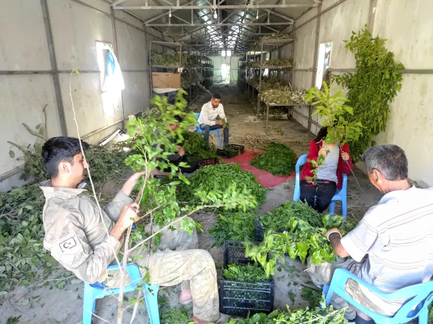 Kilosu bin lira: Osmanlı'dan kalan meslek 150 ailenin geçim kaynağı 4