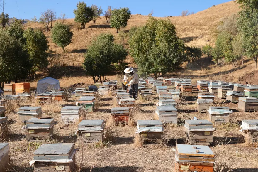 Şehirden köyüne döndü: Bu sezon 1 ton üretti 5
