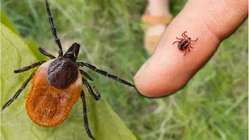 Kene vakaları yağışla orantılı mı? Bir ayda keneden 5 ölüm 