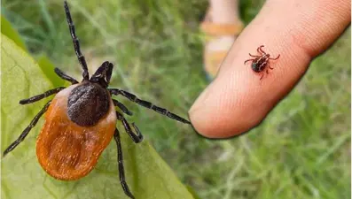 Kene vakaları yağışla orantılı mı? Bir ayda keneden 5 ölüm 