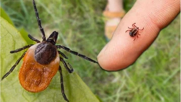 Kene vakaları yağışla orantılı mı? Bir ayda keneden 5 ölüm