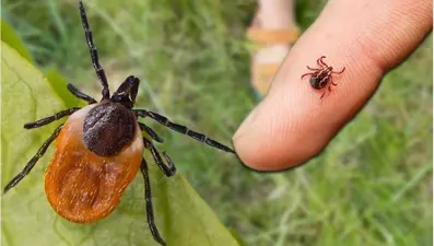 Peki kene artışının temel sebepleri nedir? Nelere dikkat edilmeli?