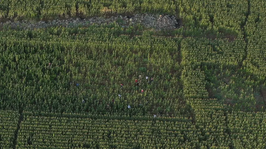 Mısır tarlasından 190 bin kök Hint keneviri ve 415 kilo esrar çıktı 2