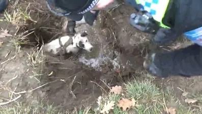 Kunduz yuvasına sıkışan Lucky’nin kurtarılma anları