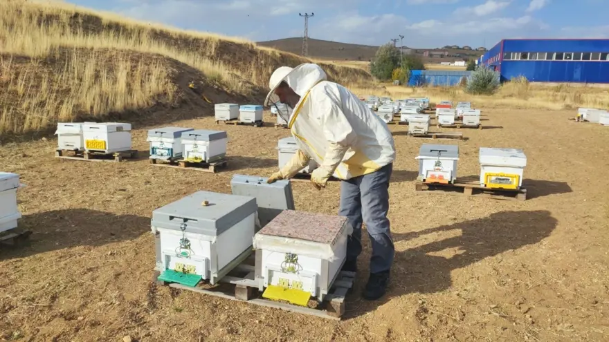 İnsan ayağı değmeyen yerde üretiyor: Kilosu bin lira 1