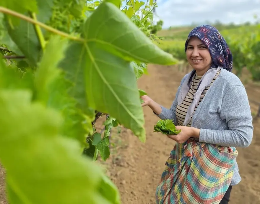 Sabahın erken saatlerinde toplanıyor: 1300-1500 TL kazanıyorlar 